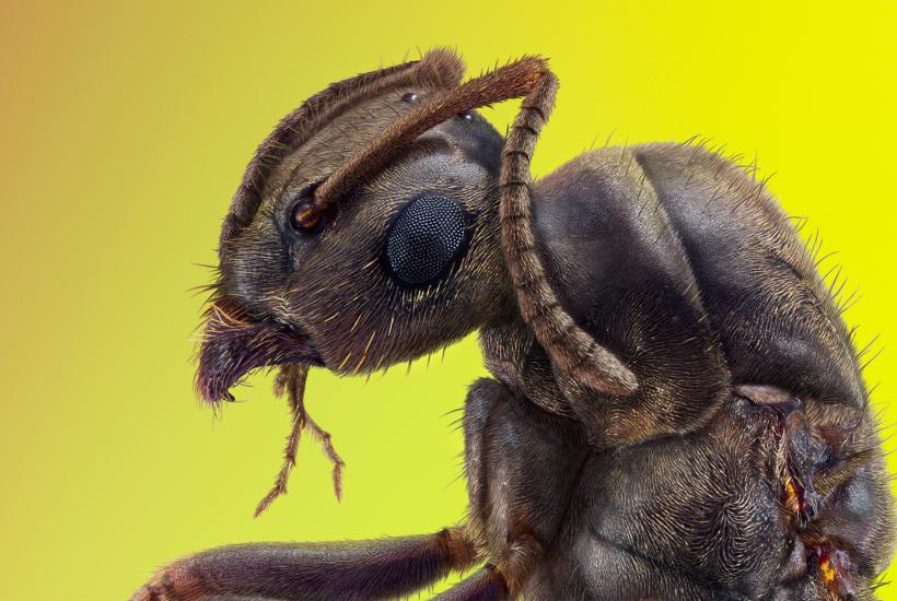 Portrait of an ant, profile view