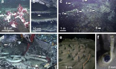 Vermes marinhos gigantes encontrados vivendo sob o fundo do oceano