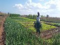 Oikos vai apoiar agricultores, pescadores e negócios locais afetados pela COVID-19 em Moçambique