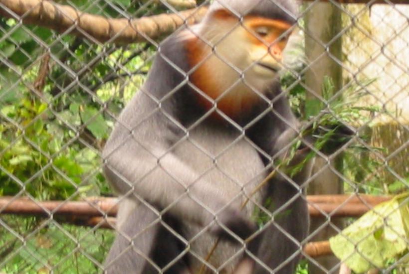 Cuc.Phuong.Primate.Rehab.center