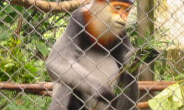 Milhões de anos atrás, macacos cruzaram o Atlântico: uma jornada incrível da natureza