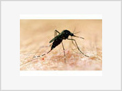 Já é recorde o número de mortes por dengue em 2008