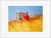 Aquecimento global aumentará dengue na América Latina