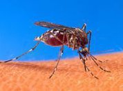 Oftalmologista alerta para riscos da dengue à visão