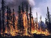 Medvedev avisa: Não pode haver crise de incêndios florestais