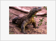 Dragoas de Komodo é uma espécie de "Imaculada Conceição", declararam cientistas