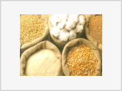 Produção de grãos continua acima de 140 milhões de toneladas