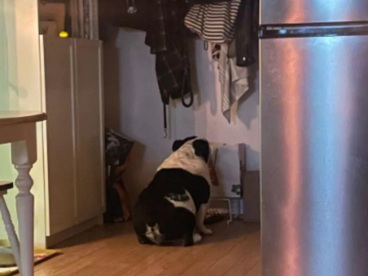 O ritual das 20h: Hank, o cão amante de queijos, vira viral no TikTok