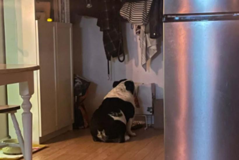 O ritual das 20h: Hank, o cão amante de queijos, vira viral no TikTok