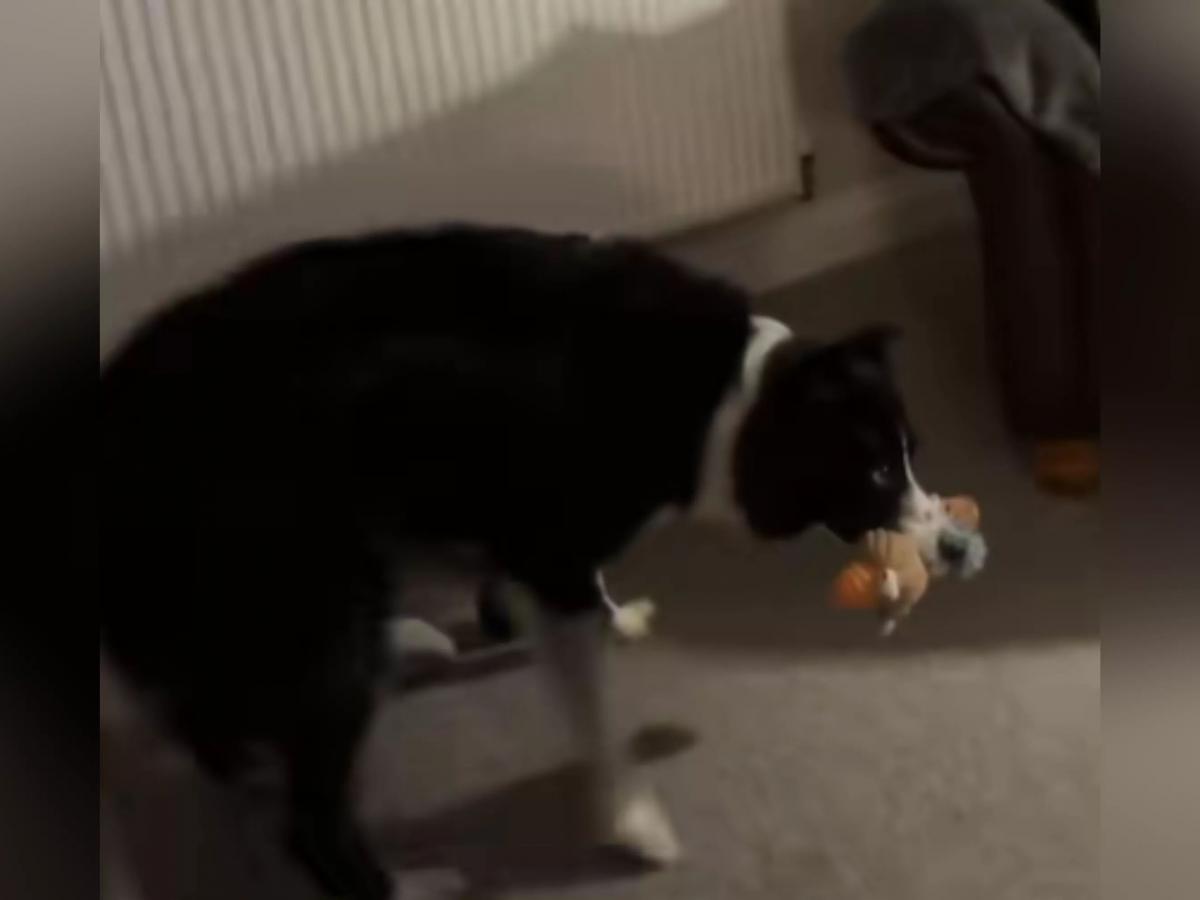 Border collie viraliza ao "salvar" brinquedos de incêndio — veja o vídeo fofo