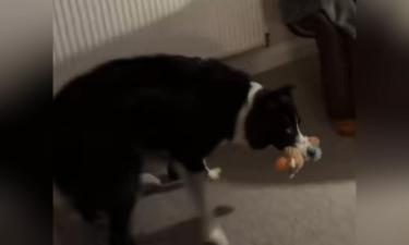 Border collie viraliza ao "salvar" brinquedos de incêndio — veja o vídeo fofo