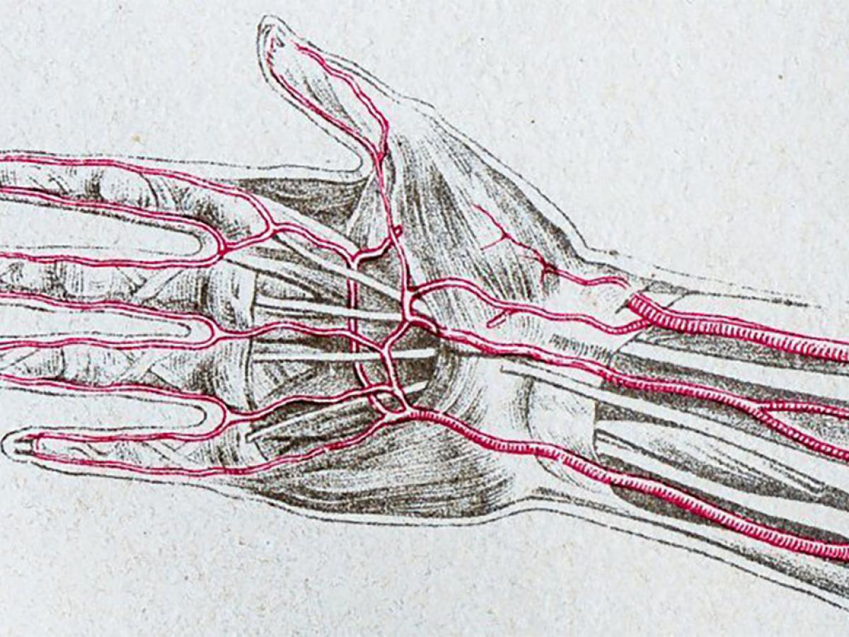 Estudo Revela Mudanças na Anatomia Humana: Artéria Mediana em Alta
