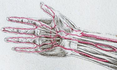 Estudo Revela Mudanças na Anatomia Humana: Artéria Mediana em Alta