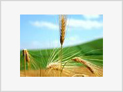 Governo vai apoiar comercialização de 150 mil toneladas de trigo