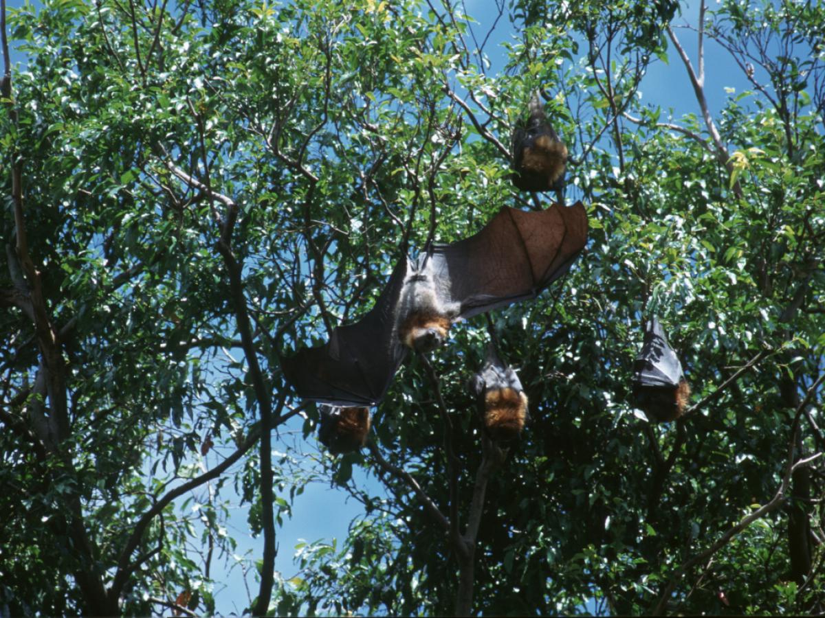 O sistema de teste para a detecção do vírus Nipah foi desenvolvido na Federação Russa