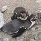 1000 Pinguins mortos no Chile