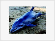 E.U.A.: Mais de 100 animais marinhos apareceram mortos