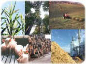 Encontro Latinoamericano de Base Florestal e Biomassa será lançado em Lages