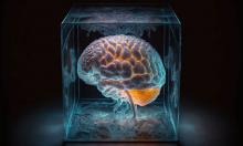 Cientistas explicam por que diferentes áreas do cérebro envelhecem em velocidades distintas