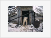 Rússia tratará de salvar da extinção os ursos polares permitindo sua caça legal