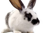 Brasil: Apoio a proibição de testes em animais para cosméticos