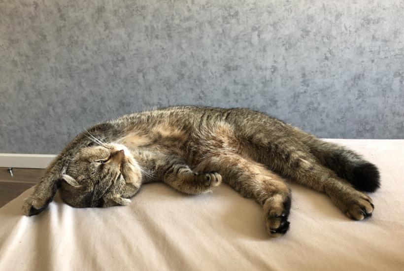 Любимая Ася лучшая кошка