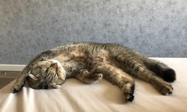 Especialistas explicam por que gatos levam animais mortos para os donos — e o que isso revela