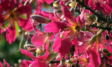Paineira: árvore nativa que colore a paisagem urbana com flores rosas no Brasil