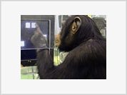 Humanos perdem contra chimpanzés em testes de memória