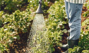 Especialistas revelam os principais erros na hora de regar plantas no verão