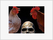 Sintomas de gripe aviária
