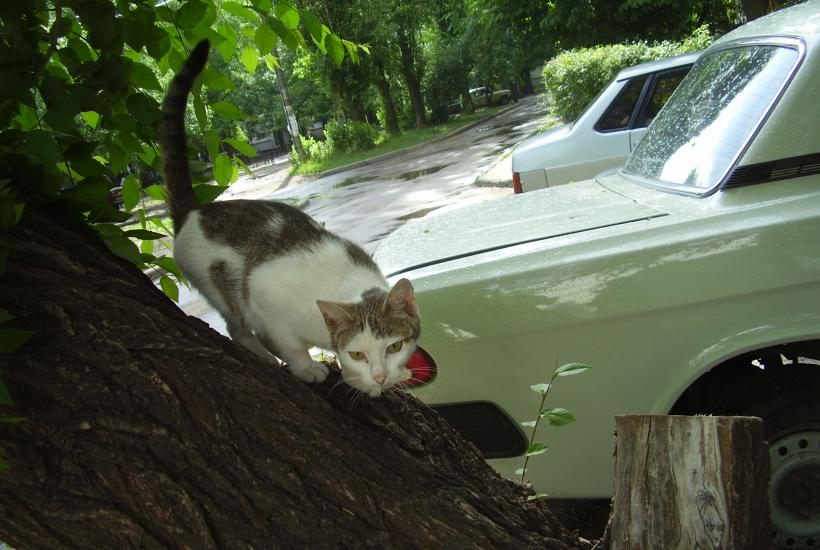 Кошка на дереве