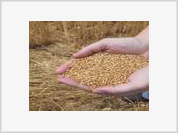Produção brasileira de grãos garantirá abastecimento interno
