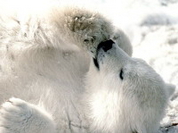 Urso Knut completa 1 ano, é visitado por  2,5 milhões de pessoas