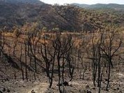 Portugal: Desenvolvido protecção térmico no combate às chamas