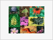 2010 é o Ano Internacional da Biodiversidade