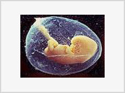 Um em cada 30 fetos abortados nasce vivo