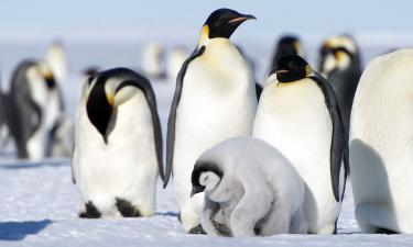 Urso polar encontra pinguim? A verdade surpreende — e derruba um mito popular