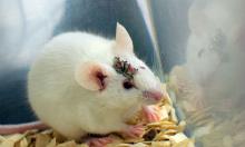 Cientistas injetam DNA humano de 40 mil anos em ratos — e o resultado é assustador