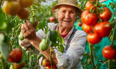 Se suas tomates começaram a florescer, siga estes 7 gestos para uma colheita espetacular