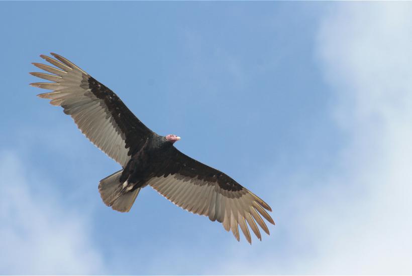 Cathartes aura ssp. aura