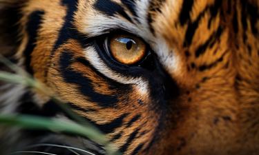 Qual é a felina mais inteligente do mundo selvagem? Cientistas têm uma resposta surpreendente