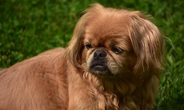 Por que os cães lambem os pés dos donos? Especialistas explicam o que isso realmente significa