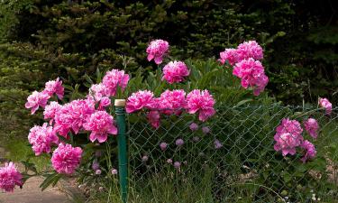 O segredo de junho para flores deslumbrantes: jardineiros revelam uma regra simples e eficaz