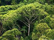 Bioma mais ameaçado do Brasil, Mata Atlântica vive alta do desmatamento
