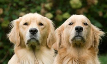 As raças de cães mais inteligentes do mundo — especialistas explicam o que as torna tão especiais