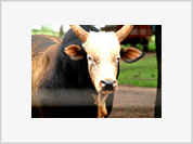 No Brasil foi clonado o touro muito famoso