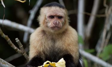 Macacos-prego surpreendem cientistas ao adotar filhotes de outra espécie na floresta