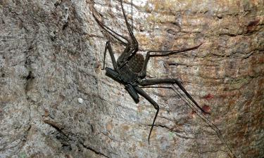 Se os aranhas estão invadindo sua casa, talvez o problema seja outro — veja o motivo oculto