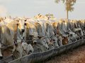 A pandemia nossa de cada dia: sementes da morte